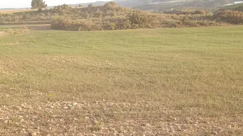 Campo de cereal tardío en Caspe Campo de cereal tardío en Caspe