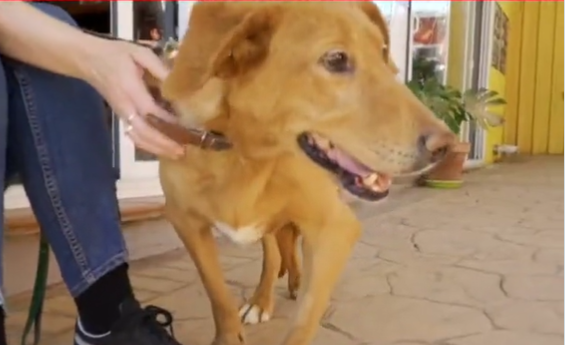 Adopta en JELO: Clara y Elena buscan un hogar Adopta en JELO: Clara y Elena buscan un hogar