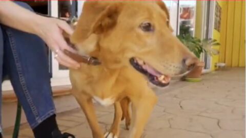 Adopta en JELO: Clara y Elena buscan un hogar.