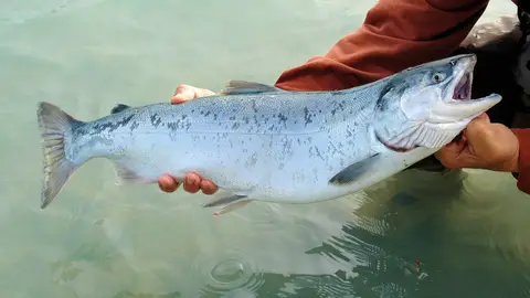 salmon salmon