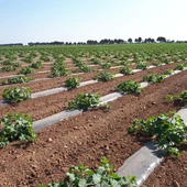 Imágenes siembras melón y sandía Imágenes siembras melón y sandía