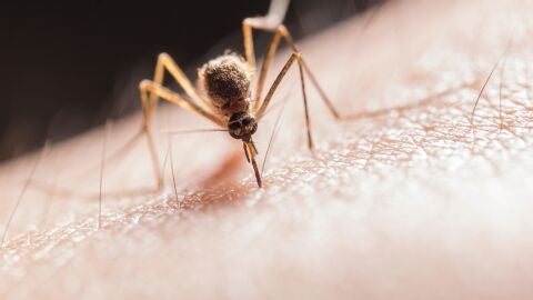  Por qu&eacute; pican los mosquitos a unas personas m&aacute;s que a otras