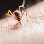  Por qué pican los mosquitos a unas personas más que a otras