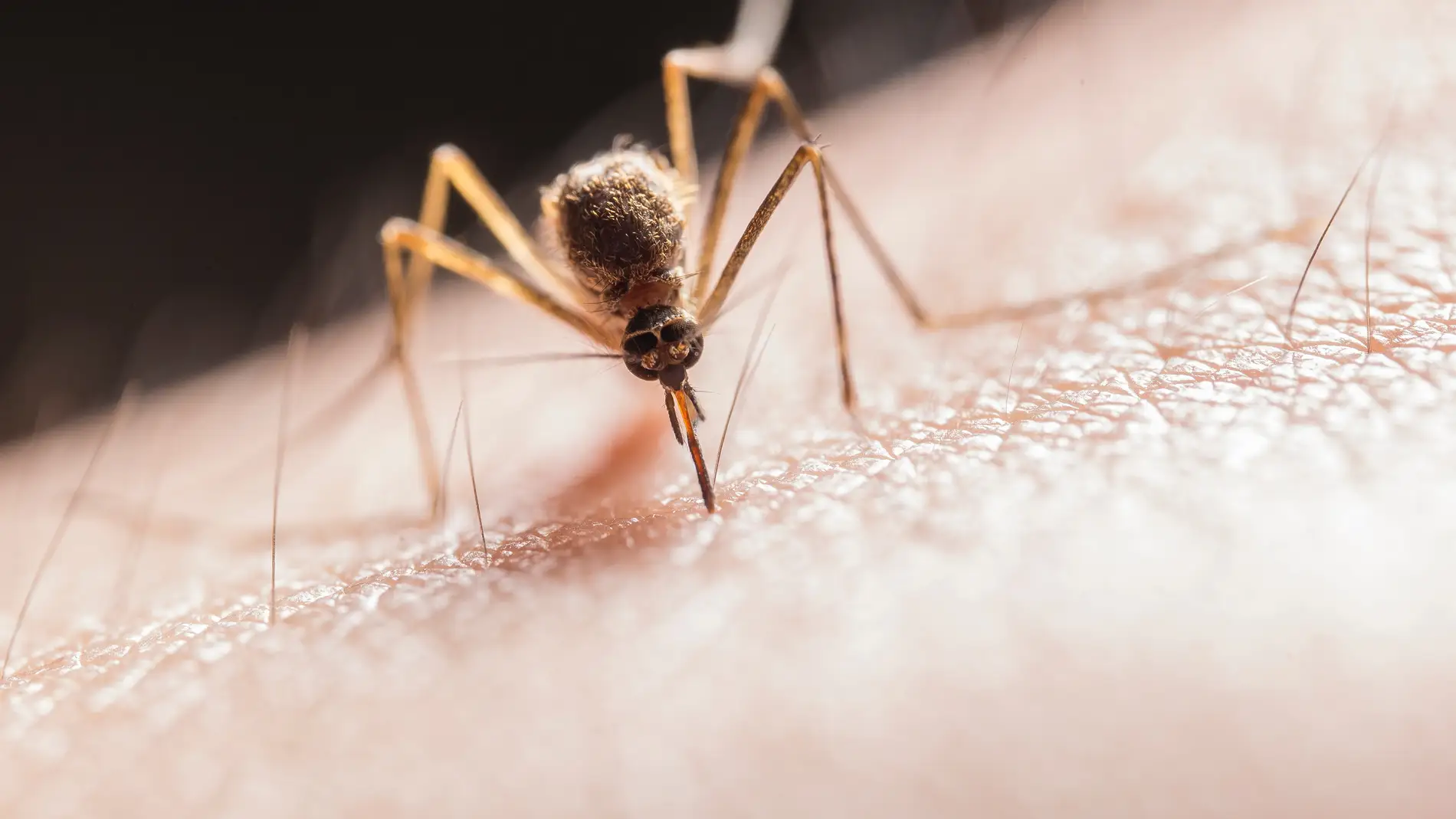  Por qué pican los mosquitos a unas personas más que a otras