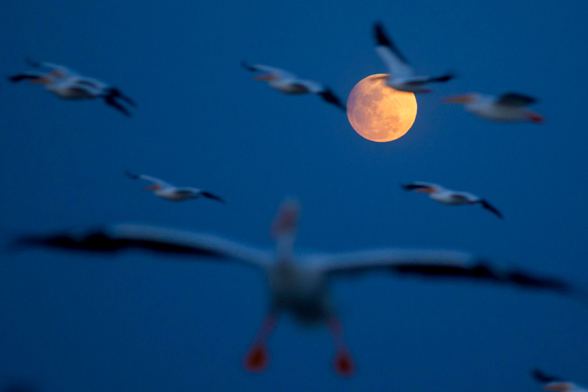 Este viernes habrá eclipse lunar: desde dónde y cómo se podrá ver Este viernes habrá eclipse lunar: desde dónde y cómo se podrá ver