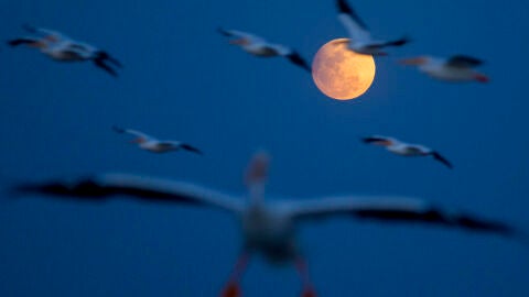 Este viernes habr&aacute; eclipse lunar: desde d&oacute;nde y c&oacute;mo se podr&aacute; ver