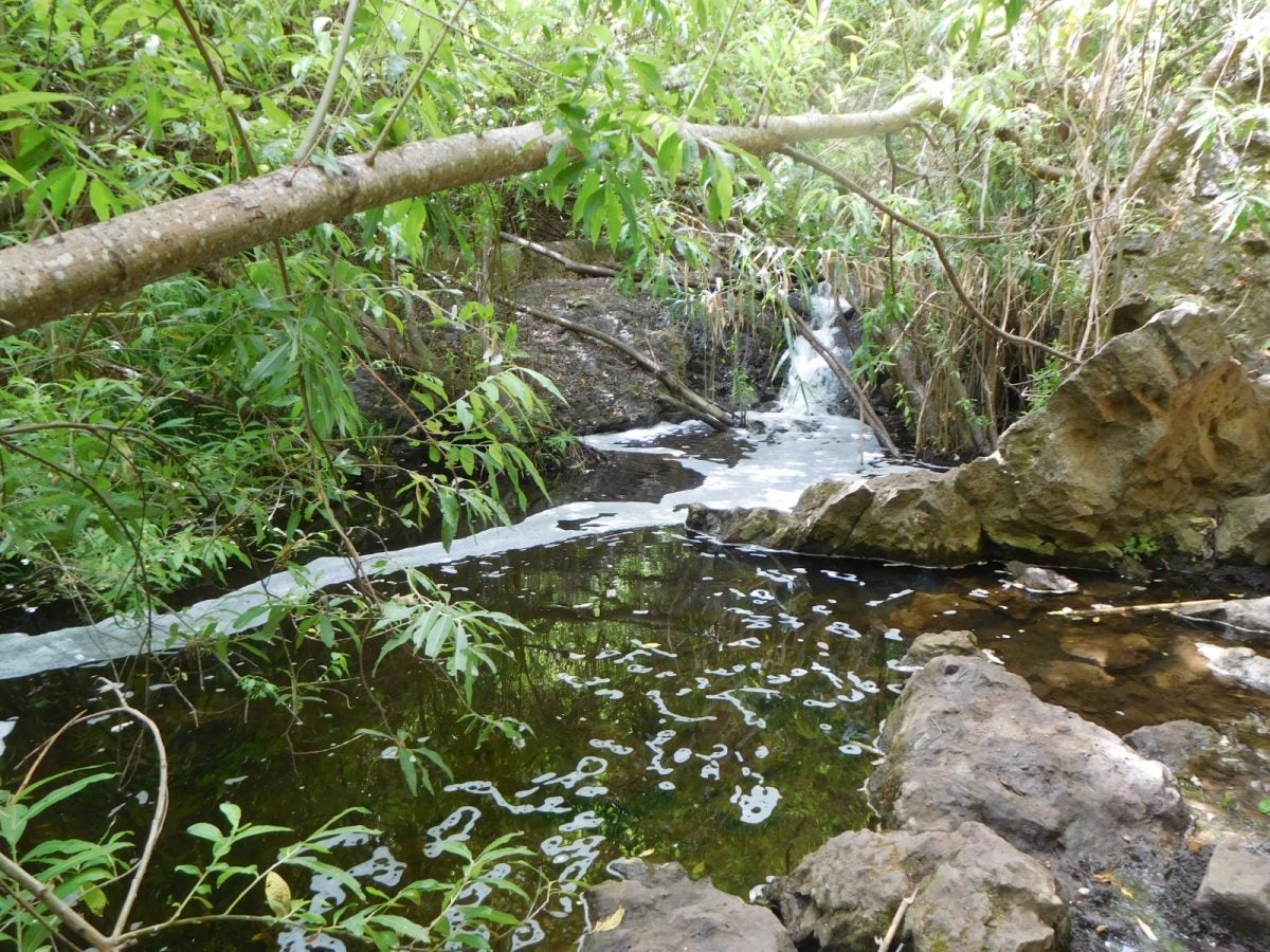 El Gobierno de Canarias avisa: No advertir a las autoridades cuando se produce un vertido tiene consecuencias penales El Gobierno de Canarias avisa: No advertir a las autoridades cuando se produce un vertido tiene consecuencias penales