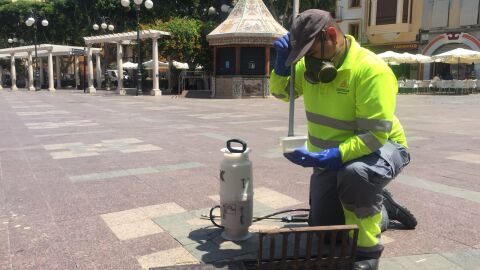 Revisi&oacute;n mosquito tigre Alzira