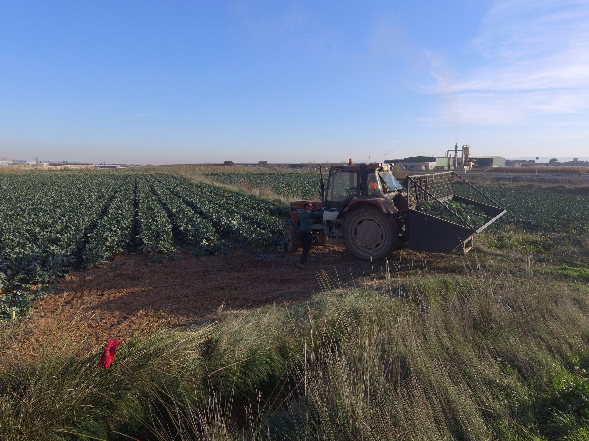 La sequía puede reducir a la mitad la producción de alfalfa en Aragón La sequía puede reducir a la mitad la producción de alfalfa en Aragón