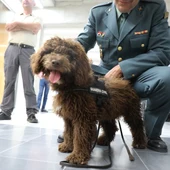 Enzo, el perro de agua Enzo, el perro de agua