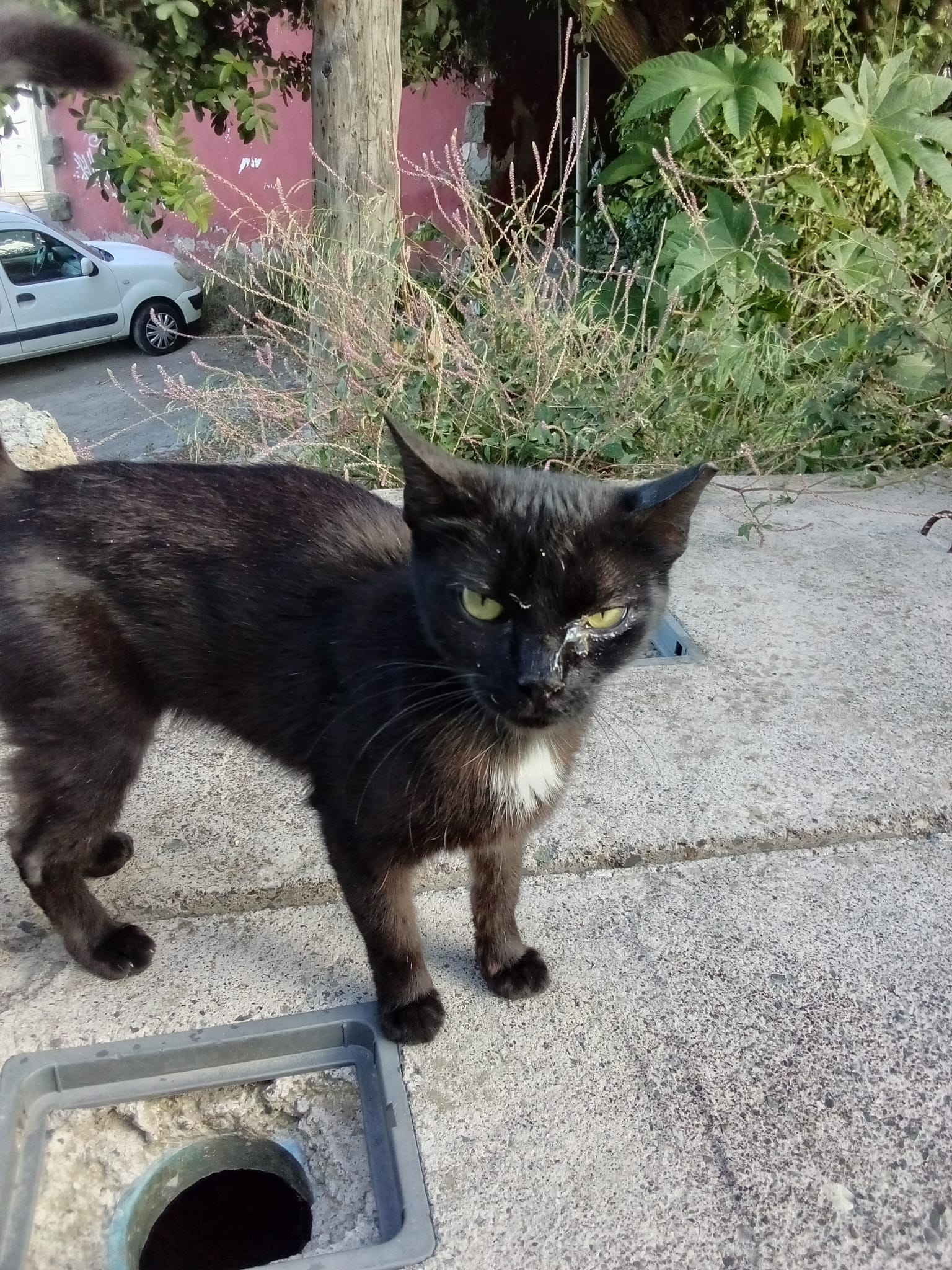 ¿Por qué le ha salido una calva a mi gato? ¿Por qué le ha salido una calva a mi gato?