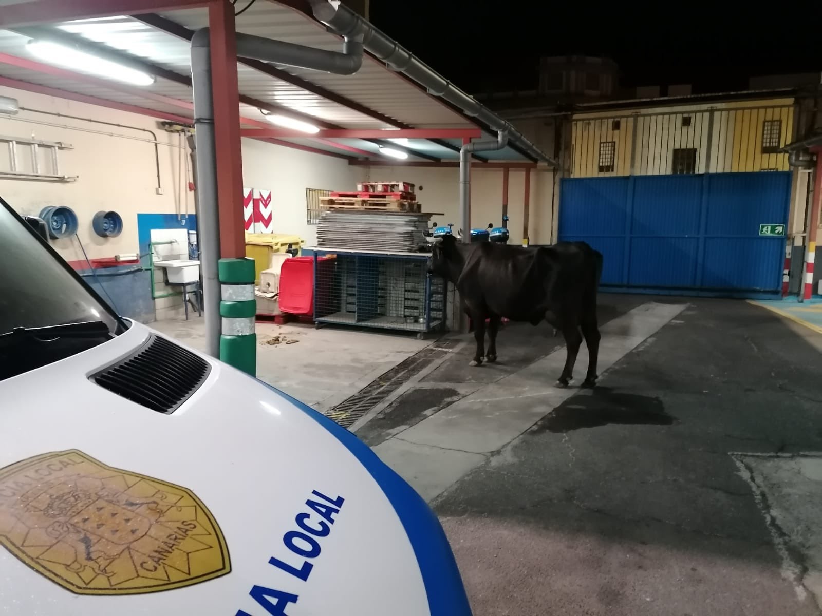 La vaca "Lola" se escapa de su cuadra y es "detenida" por la Policía Local. Ya está de vuelta en casa La vaca "Lola" se escapa de su cuadra y es "detenida" por la Policía Local. Ya está de vuelta en casa