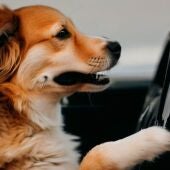 Un perro conduciendo un coche