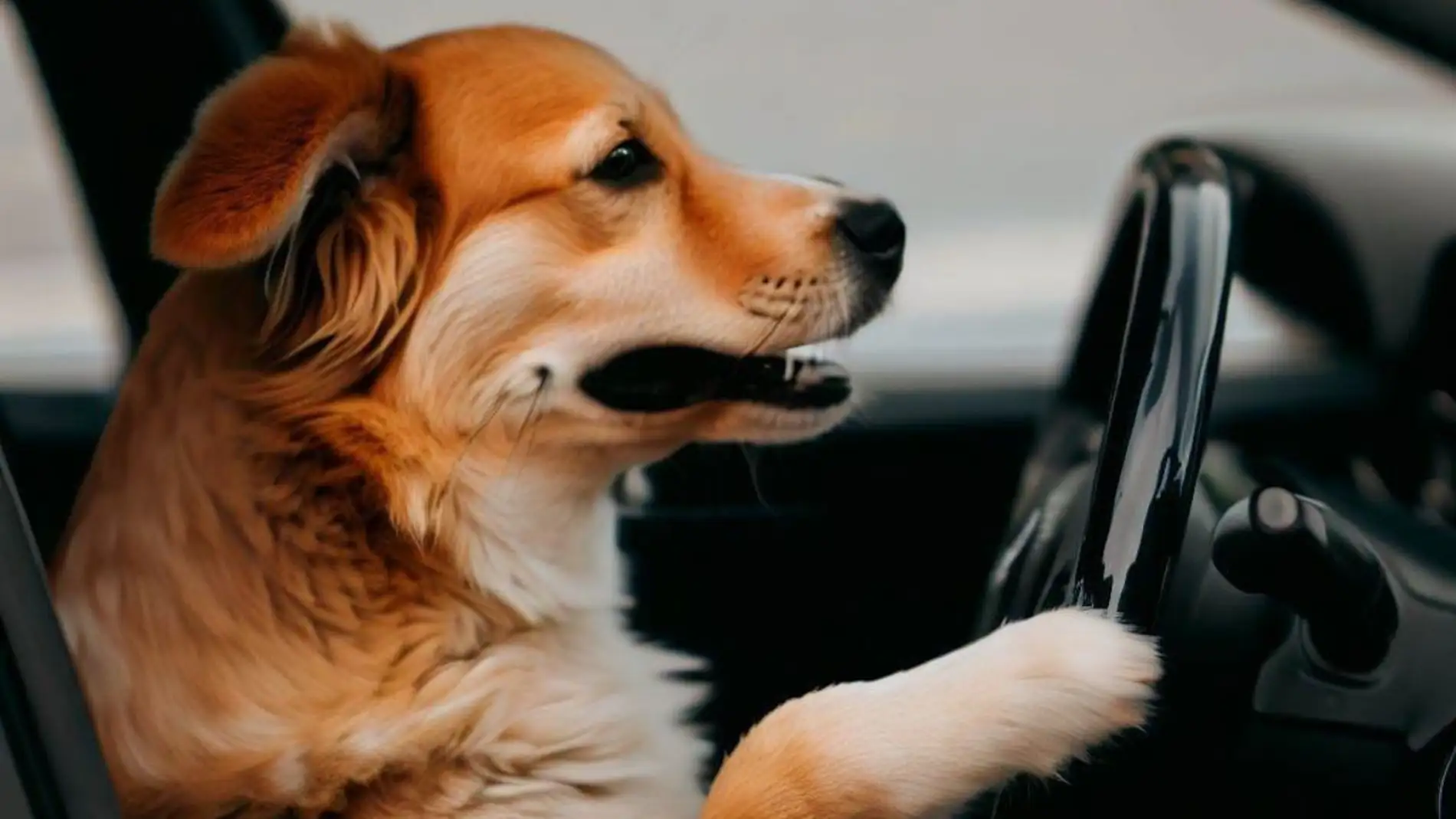 Detienen a un hombre por exceso de velocidad que puso a su perro en el asiento del conductor para librarse de la multa