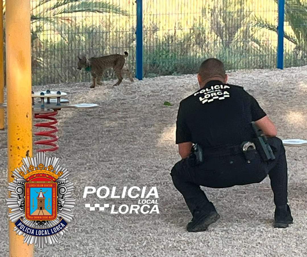 Aparece un lince deambulando en el patio de una guardería de Lorca Aparece un lince deambulando en el patio de una guardería de Lorca