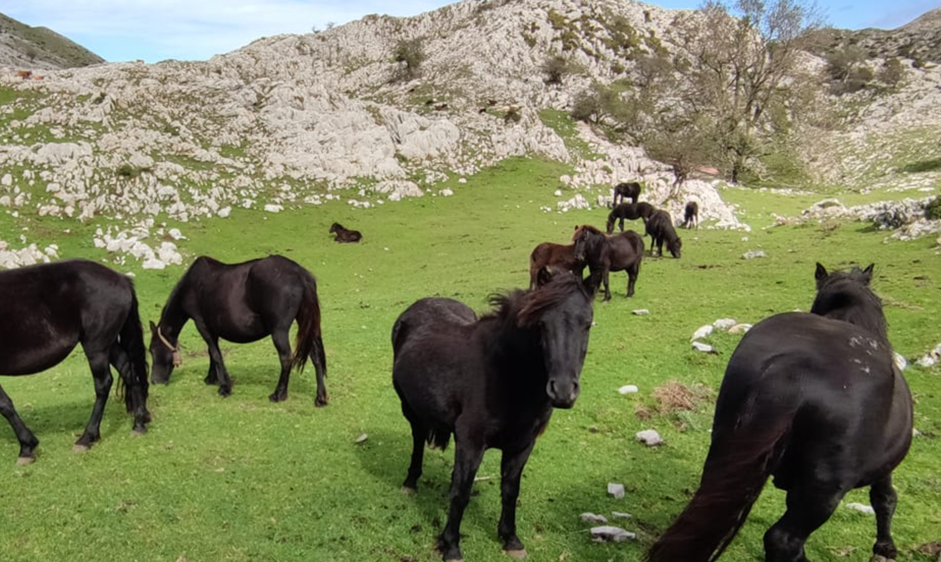 Asturias Ganadera denuncia ataques del lobo en el Sueve Asturias Ganadera denuncia ataques del lobo en el Sueve