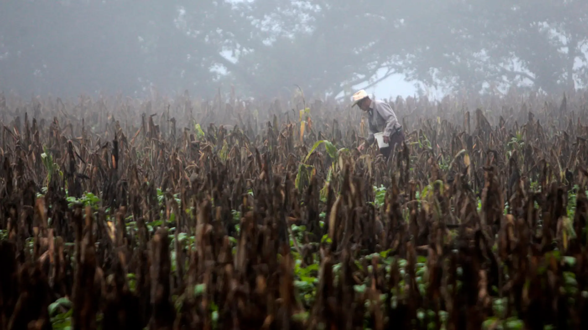 Un campesino caminando en una plantación seca de maíz en Guatemala durante el fenómeno de El Niño, en 2015/ EFE/Esteban Biba