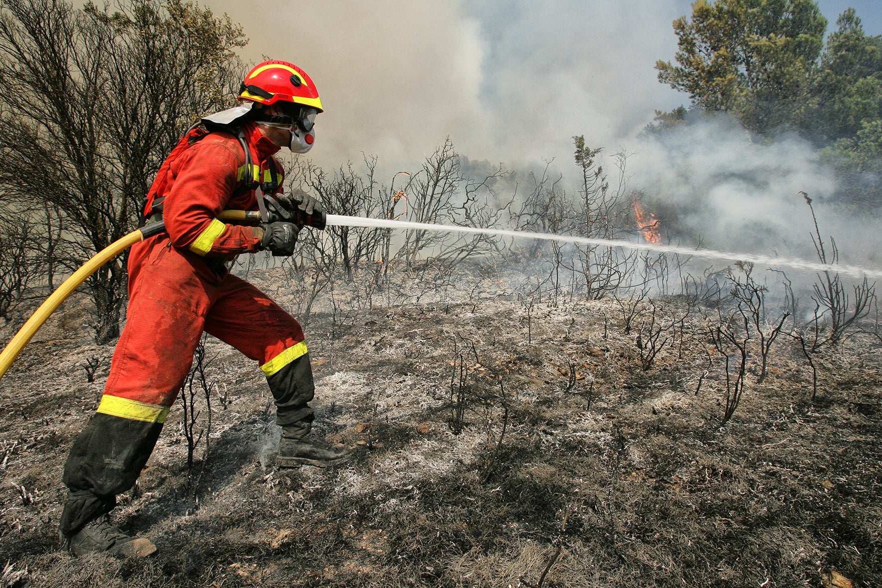 Incendios forestales: cómo conocerlos y qué hacer para repoblar la zona dañada Incendios forestales: cómo conocerlos y qué hacer para repoblar la zona dañada
