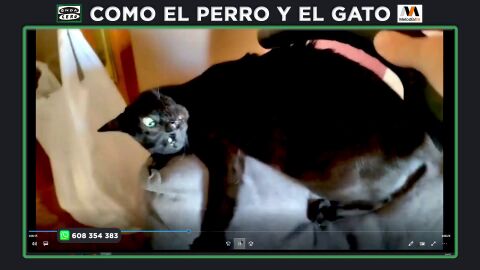 ¿Es normal que mi gato no tenga miedo a la aspiradora?