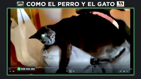 ¿Es normal que mi gato no tenga miedo a la aspiradora? ¿Es normal que mi gato no tenga miedo a la aspiradora?