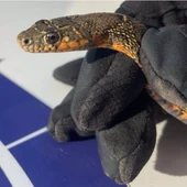 Encuentran una serpiente de un metro dentro de una vivienda de Algeciras Encuentran una serpiente de un metro dentro de una vivienda de Algeciras