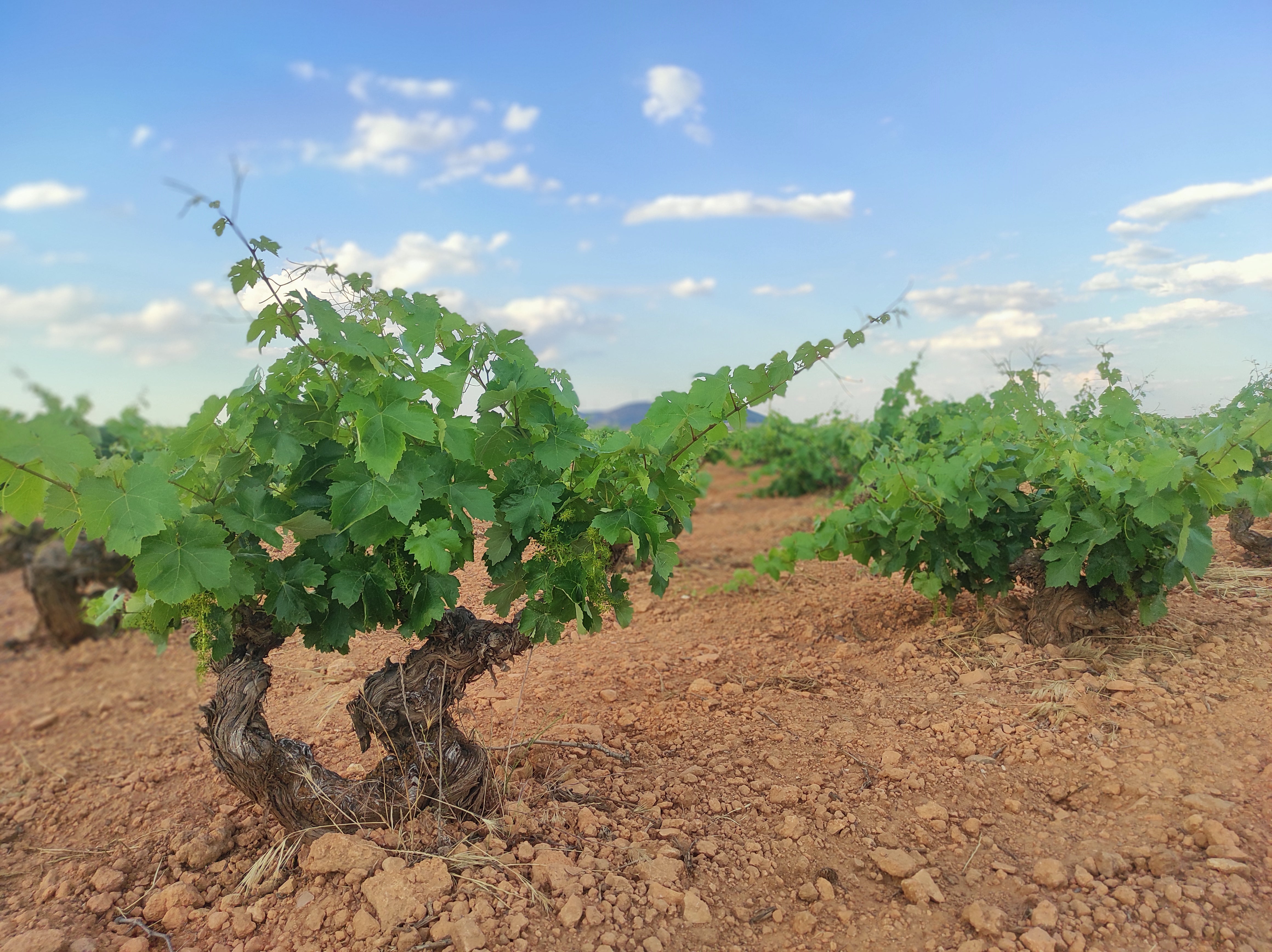 Los viticultores prevén una importante merma en la producción de uva en la DO Valdepeñas Los viticultores prevén una importante merma en la producción de uva en la DO Valdepeñas