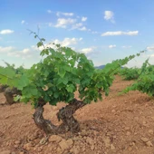 Viñas cuajando DO Valdepeñas Viñas cuajando DO Valdepeñas