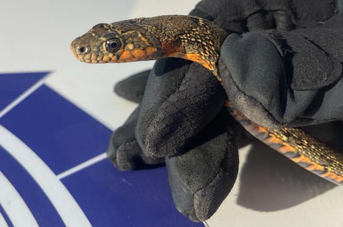 Vecinos de Algeciras, sorprendidos por una serpiente inofensiva de un metro que accedió a su domicilio Vecinos de Algeciras, sorprendidos por una serpiente inofensiva de un metro que accedió a su domicilio