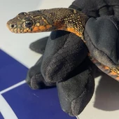 La serpiente capturada por la Policía Local de Algeciras La serpiente capturada por la Policía Local de Algeciras