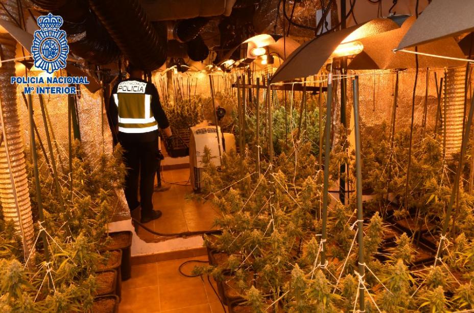 Desmantelan una plantación de marihuana con más de 500 plantas en Alcázar de San Juan Desmantelan una plantación de marihuana con más de 500 plantas en Alcázar de San Juan