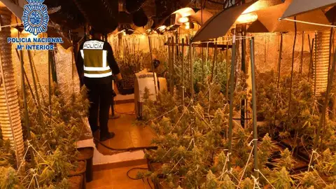 Plantación de marihuana localizada en Alcázar de San Juan Plantación de marihuana localizada en Alcázar de San Juan