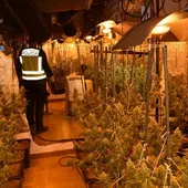 Plantación de marihuana localizada en Alcázar de San Juan Plantación de marihuana localizada en Alcázar de San Juan