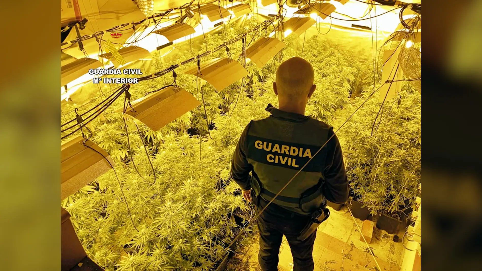 Tres detenidos acusados de cultivar en Torremayor, en dos invernaderos “indoor”, 931 plantas de marihuana
