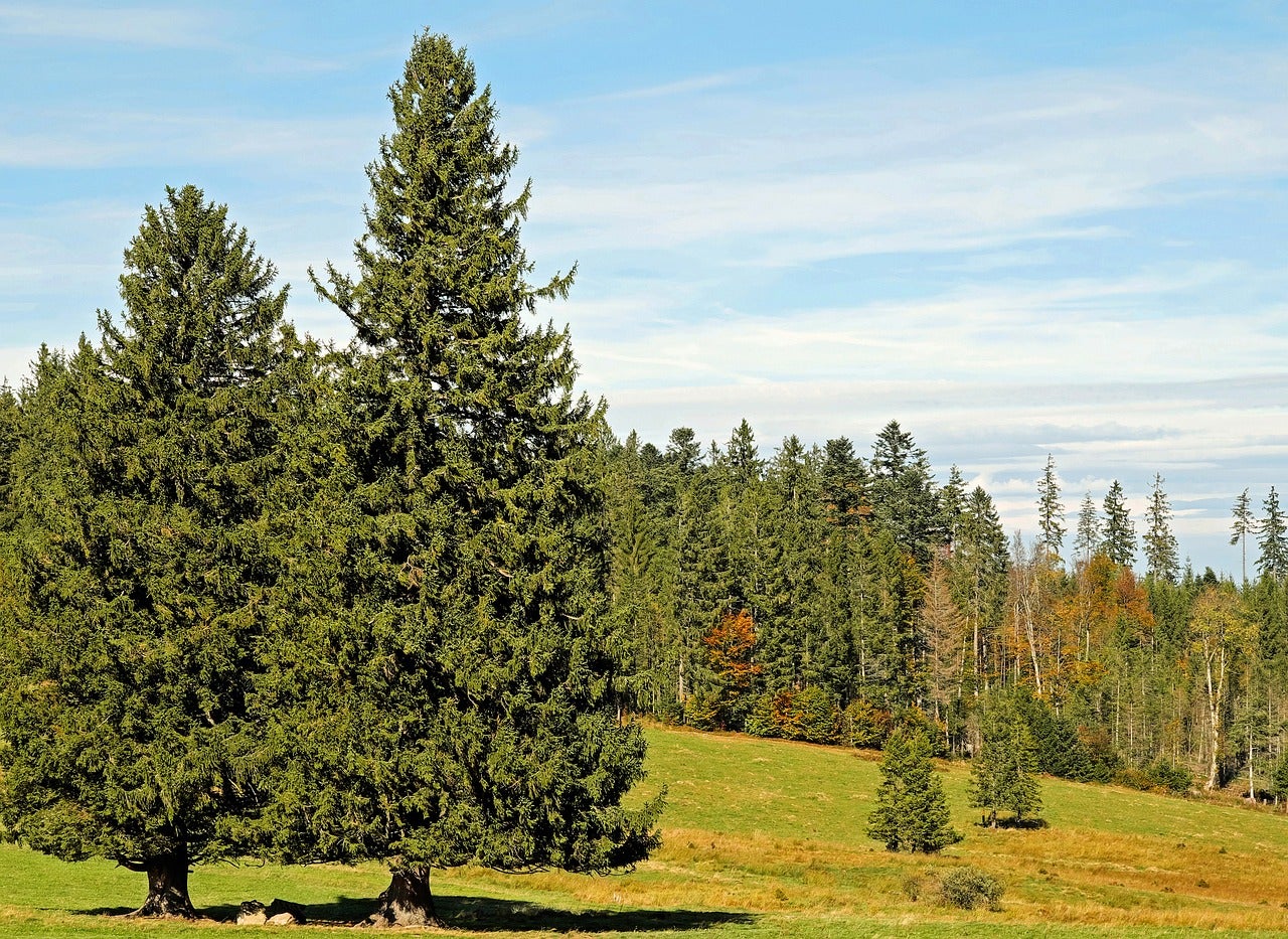 Axudas para creación de superficies forestais para plantar 1500 coníferas Axudas para creación de superficies forestais para plantar 1500 coníferas