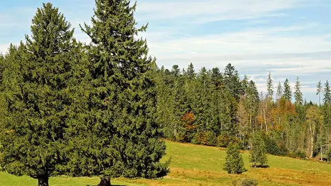 Axudas para creación de superficies forestais para plantar 1500 coníferas Axudas para creación de superficies forestais para plantar 1500 coníferas