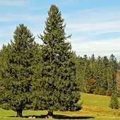 Axudas para creación de superficies forestais para plantar 1500 coníferas Axudas para creación de superficies forestais para plantar 1500 coníferas