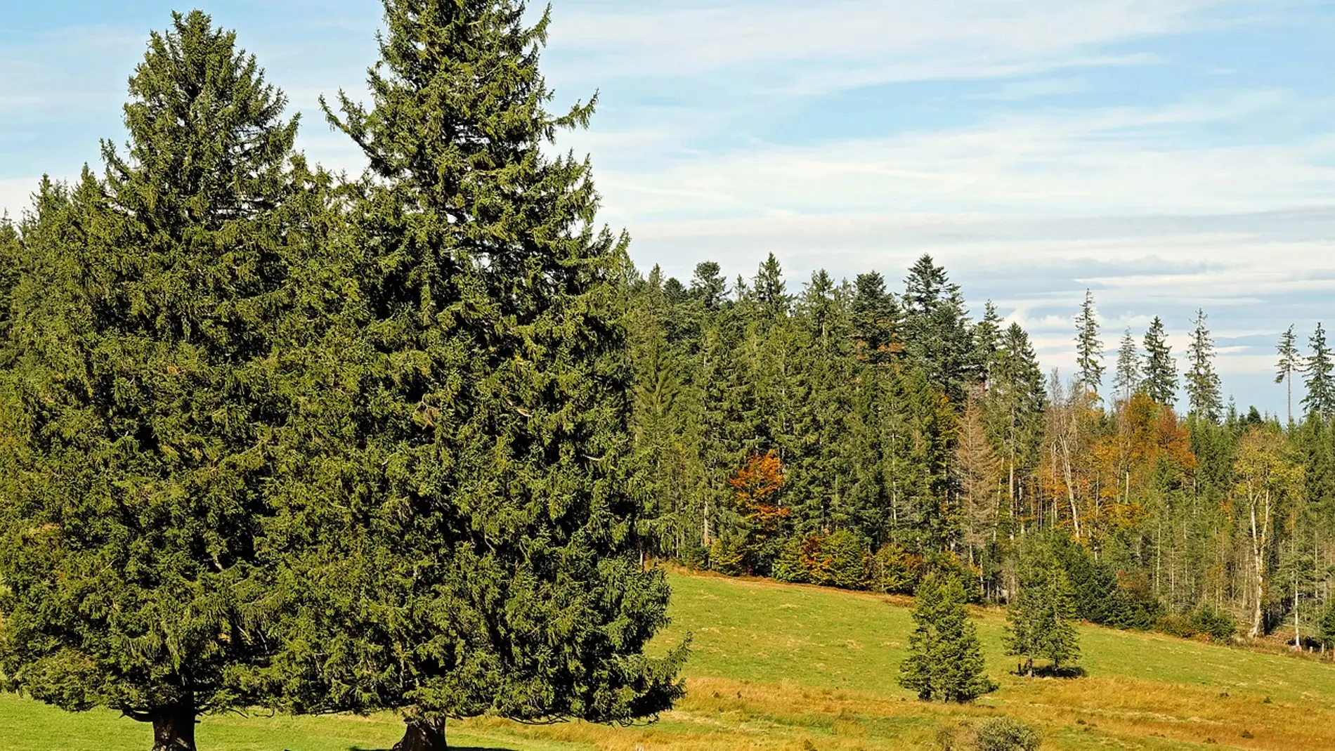 Axudas para creación de superficies forestais para plantar 1500 coníferas