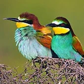 abejaruco abejaruco