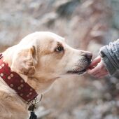  Este 28 de mayo se ha conmemorado el Día Mundial del perro sin raza con Angel Osuna 