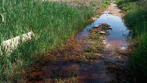 Control de mosquitos en el término municipal de Sagunto