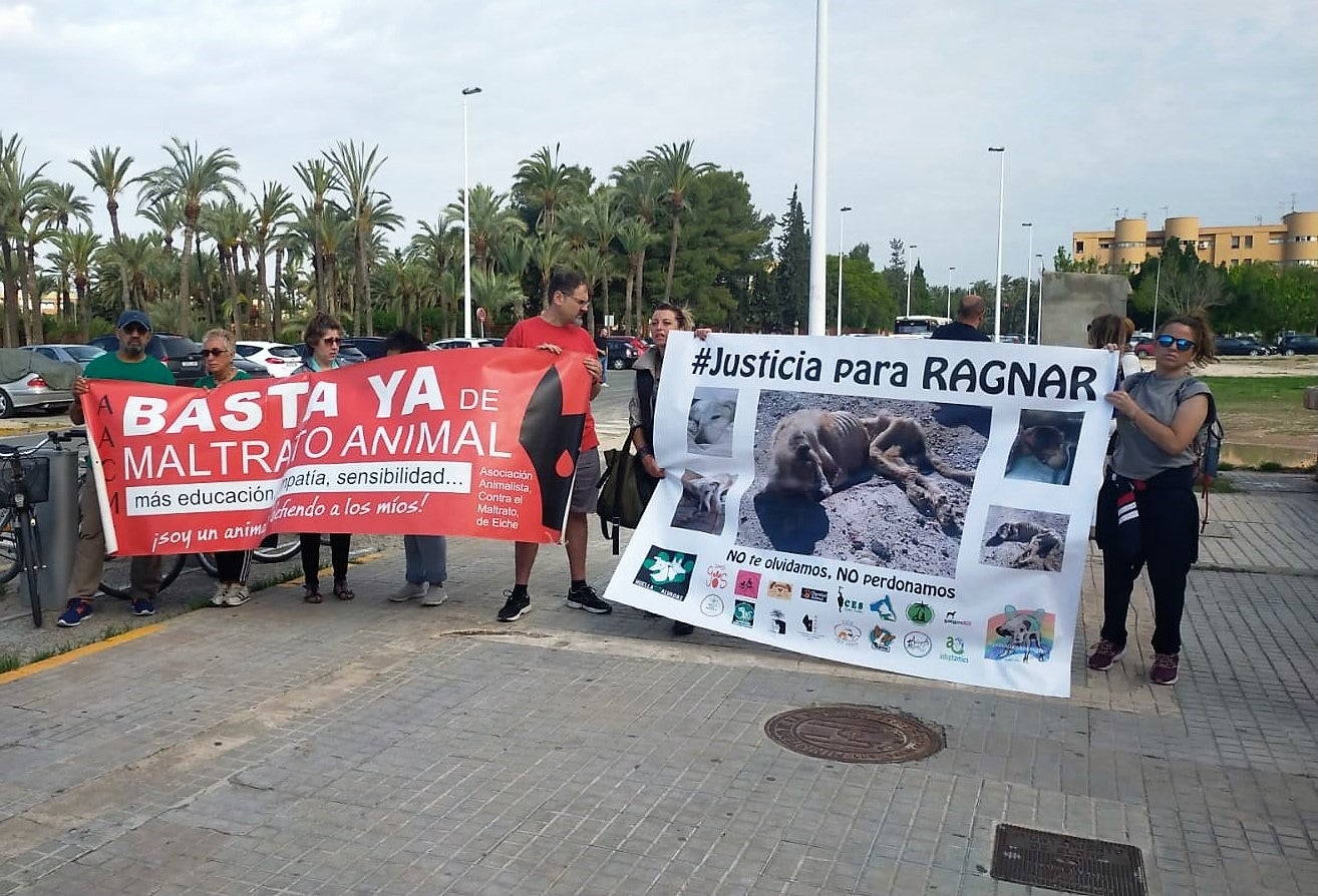 Elche: La Justicia condena al dueño del perro Ragnar a 14 meses de prisión e inhabilitación por maltrato y abandono animal Elche: La Justicia condena al dueño del perro Ragnar a 14 meses de prisión e inhabilitación por maltrato y abandono animal