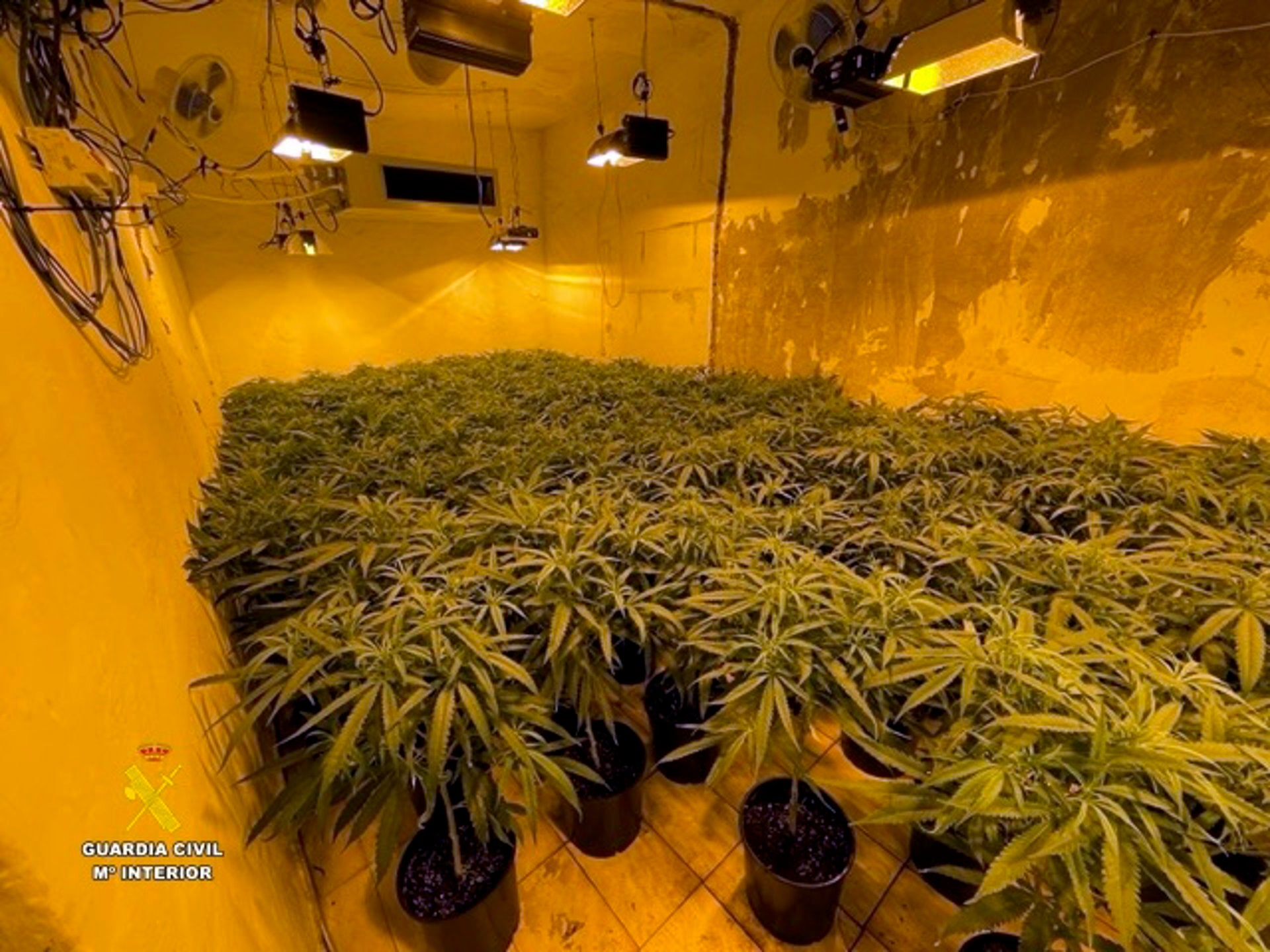 La Guardia Civil se incauta de 200 plantas de marihuana en una vivienda de Abla La Guardia Civil se incauta de 200 plantas de marihuana en una vivienda de Abla