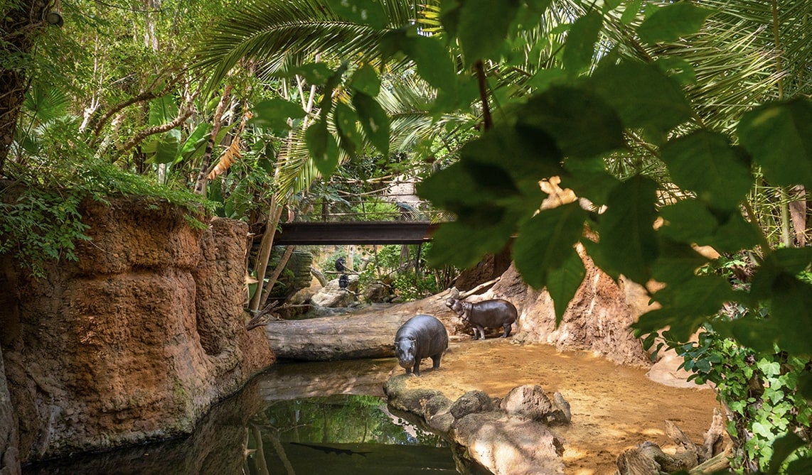 Los BIOPARC con la celebración del 50ª aniversario del Día Mundial del Medio Ambiente Los BIOPARC con la celebración del 50ª aniversario del Día Mundial del Medio Ambiente