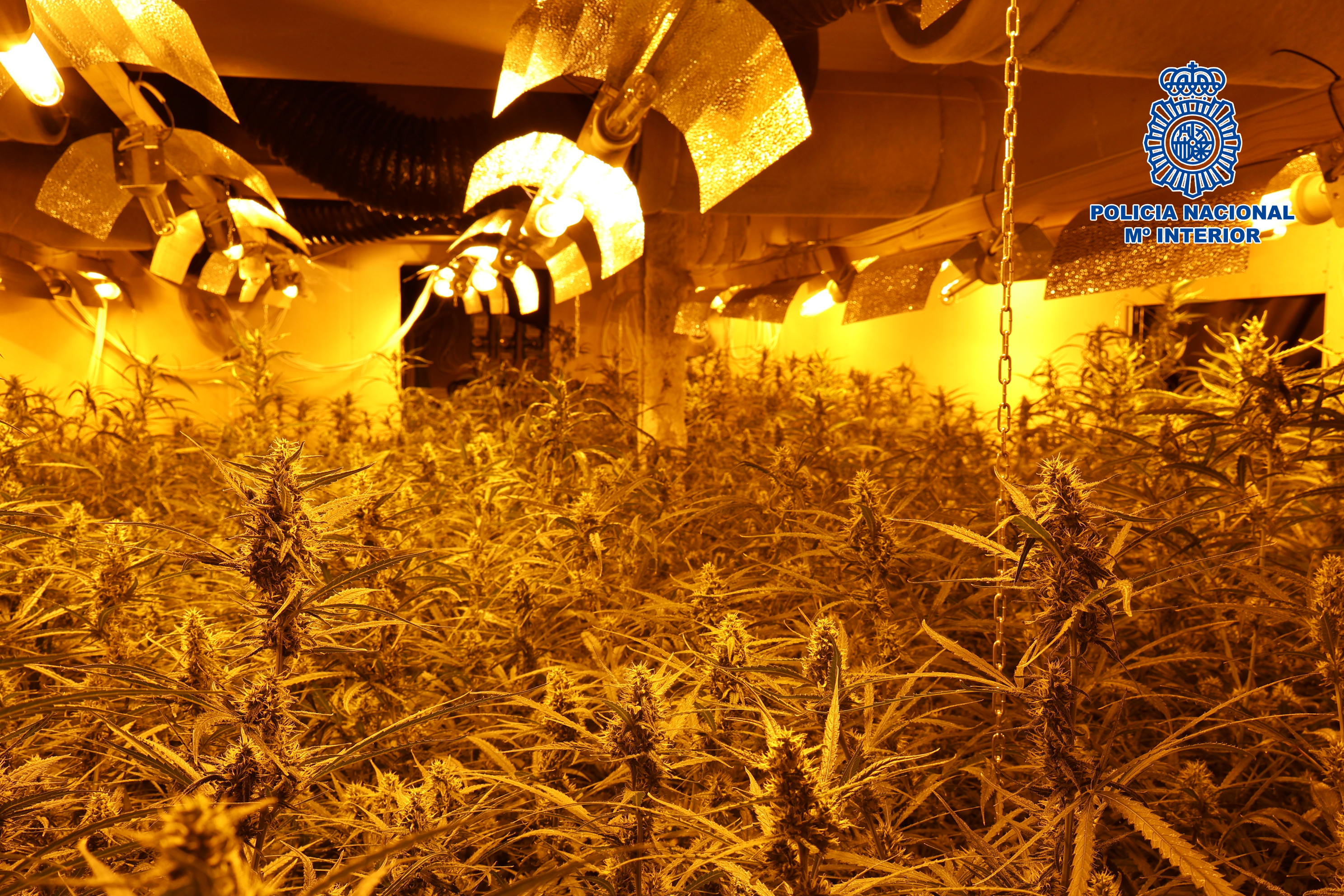 La Policía Nacional incauta más de 4.000 plantas de marihuana en una nave del Polígono de Toledo La Policía Nacional incauta más de 4.000 plantas de marihuana en una nave del Polígono de Toledo