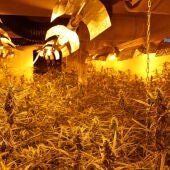 La Policía Nacional incauta más de 4.000 plantas de marihuana en una nave del Polígono de Toledo