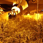 La Policía Nacional incauta más de 4.000 plantas de marihuana en una nave del Polígono de Toledo La Policía Nacional incauta más de 4.000 plantas de marihuana en una nave del Polígono de Toledo