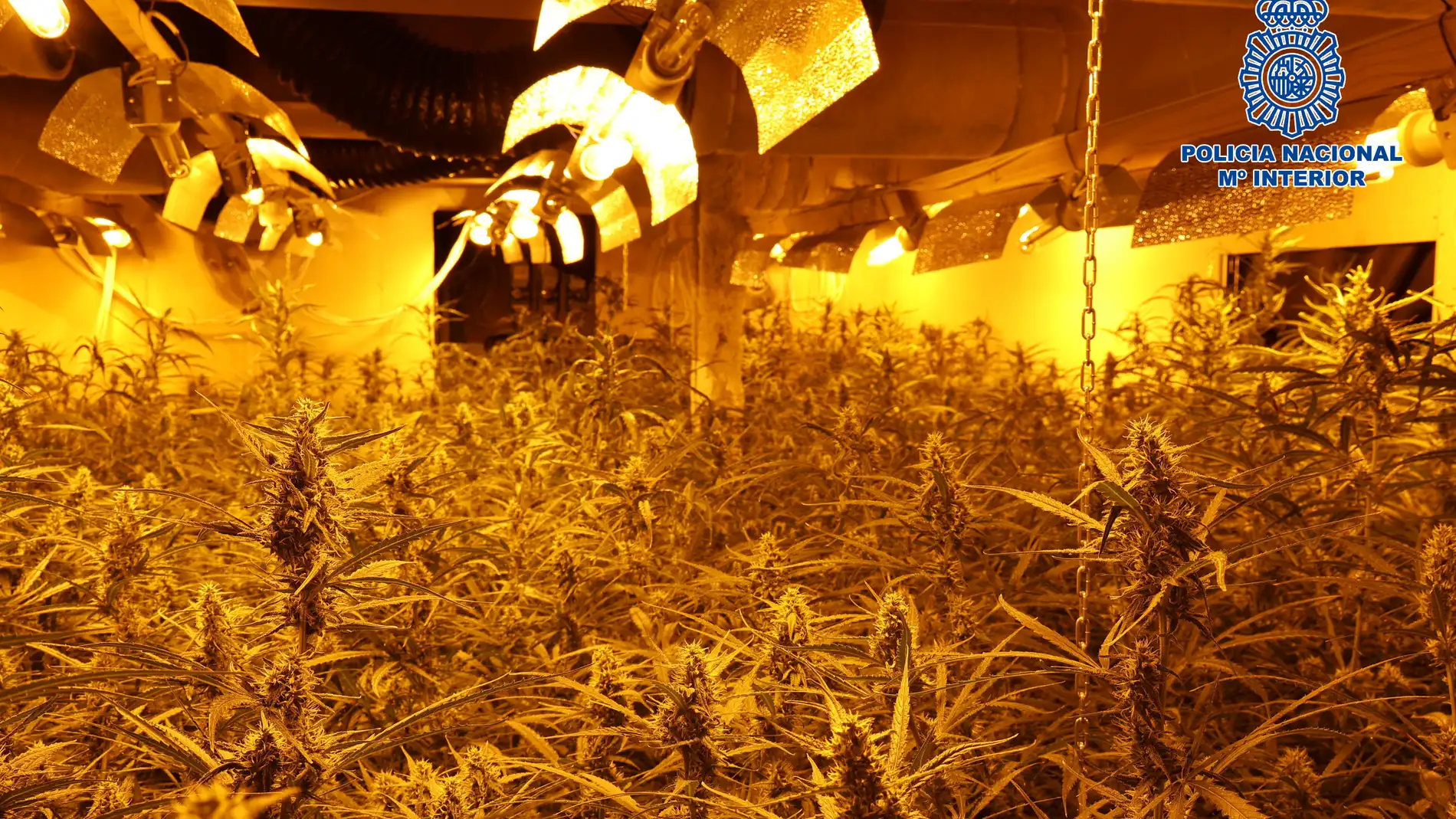La Policía Nacional incauta más de 4.000 plantas de marihuana en una nave del Polígono de Toledo