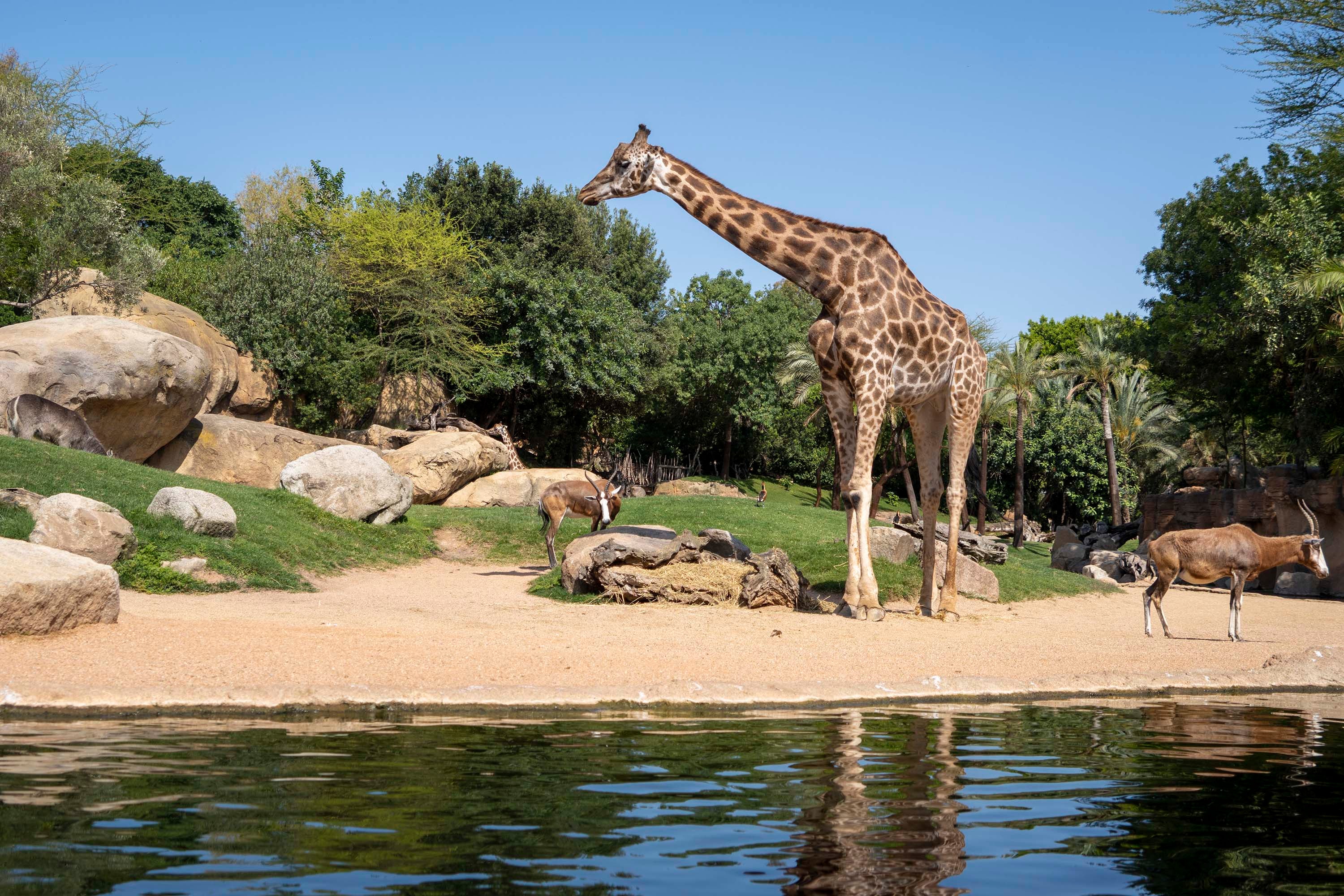 Los BIOPARC con la celebración del 50ª aniversario del Día Mundial del Medio Ambiente Los BIOPARC con la celebración del 50ª aniversario del Día Mundial del Medio Ambiente