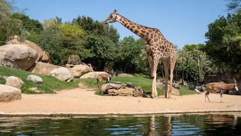 Los BIOPARC con la celebración del 50ª aniversario del Día Mundial del Medio Ambiente Los BIOPARC con la celebración del 50ª aniversario del Día Mundial del Medio Ambiente