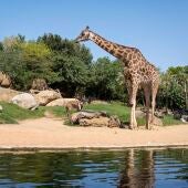 Los BIOPARC con la celebración del 50ª aniversario del Día Mundial del Medio Ambiente